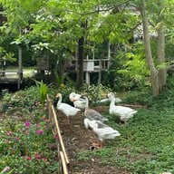 The Ozone Bangkrajao