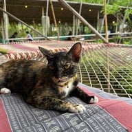 The Ozone Bangkrajao