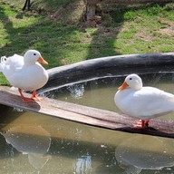 หน้าร้าน The Baroni Ranong