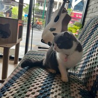 Cazz Cafe - แคซคาเฟ่ สุขุมวิท พระโขนง