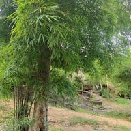 วัดพระพุทธบาทบัวบก