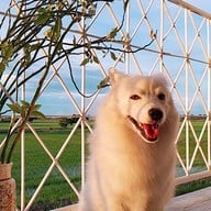 The 99 Cottage( บ้านทุ่งบางปลาม้า)