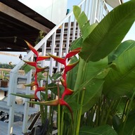 The 99 Cottage( บ้านทุ่งบางปลาม้า)