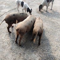 วัดพระพุทธบาทบัวบก