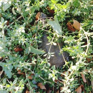 The 99 Cottage( บ้านทุ่งบางปลาม้า)