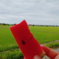 The 99 Cottage( บ้านทุ่งบางปลาม้า)