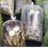 กระเพราหมีปรุง