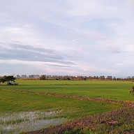 The 99 Cottage( บ้านทุ่งบางปลาม้า)