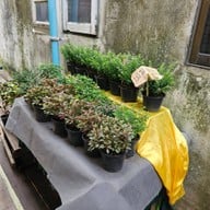 ก๋วยเตี๋ยวเรือริมน้ำ วัดเทวราชกุญชร