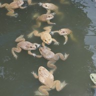 ครัวริมบ่อ