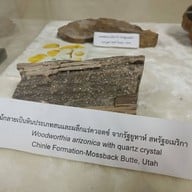 บรรยากาศ พิพิธภัณฑ์ไม้กลายเป็นหิน และทรัพยากรธรณี ภาคตะวันออกเฉียงเหนือ