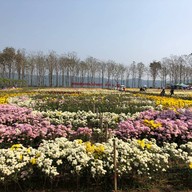 สวนเบญจมาศวิลาวัณย์