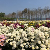 สวนเบญจมาศวิลาวัณย์