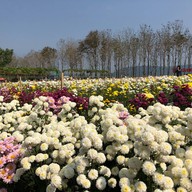 สวนเบญจมาศวิลาวัณย์