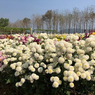 สวนเบญจมาศวิลาวัณย์