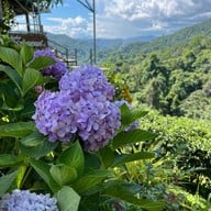 ไร่ชาลุงเดช