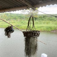 ก๋วยจั๊บอุบล อาหารป่า ตามสั่ง (เผ็ดริมทาง)