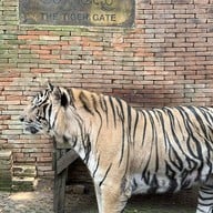 Tiger Kingdom