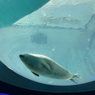 Osaka Aquarium Kaiyukan
