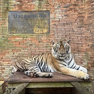 Tiger Kingdom