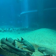 Osaka Aquarium Kaiyukan