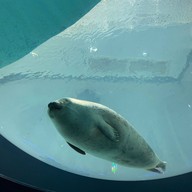 Osaka Aquarium Kaiyukan