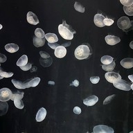 Osaka Aquarium Kaiyukan
