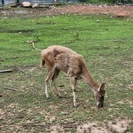 The Mountain Deer View Lodge & Hashery บ้านมุง