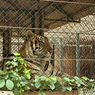 Tiger Kingdom