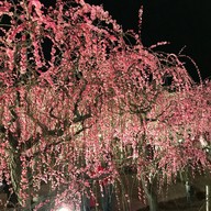 บรรยากาศ Nabana no Sato