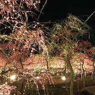 บรรยากาศ Nabana no Sato
