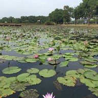 อุทยานบัวเฉลิมพระเกียรติ