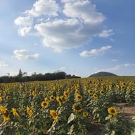 ทุ่งทานตะวัน ไร่มณีศร เขาใหญ่