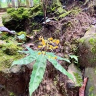 สำนักสงฆ์ถ้ำเพชร