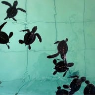 Royal Thai Navy Sea Turtle Conservation Center