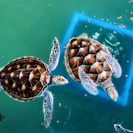 Royal Thai Navy Sea Turtle Conservation Center