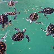 Royal Thai Navy Sea Turtle Conservation Center