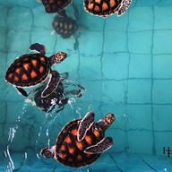 Royal Thai Navy Sea Turtle Conservation Center