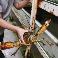 Taraba Japanese Restaurant