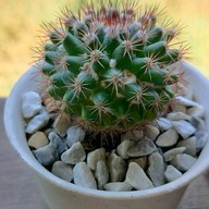 pleased to meet you cafe