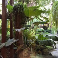 ก้านทองติ่มซำ -