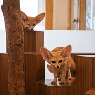 Little Zoo Cafe Onnut Plaza