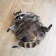 Little Zoo Cafe Onnut Plaza