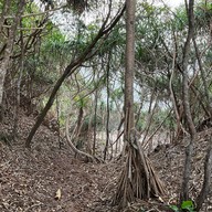 แหลมตุ๊กตา