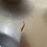 เจ้บ๊วย เย็นตาโฟ