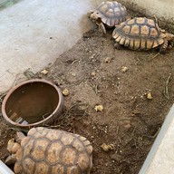 Hungry Monkey - สเต็กบางขุนเทียน ซอยเทียนทะเล22