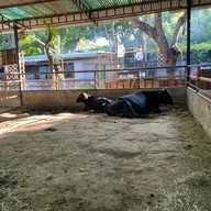 Hungry Monkey - สเต็กบางขุนเทียน ซอยเทียนทะเล22