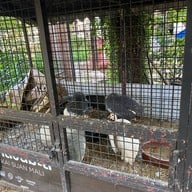 Hungry Monkey - สเต็กบางขุนเทียน ซอยเทียนทะเล22