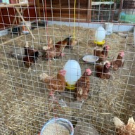 Hungry Monkey - สเต็กบางขุนเทียน ซอยเทียนทะเล22