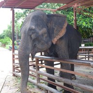 วังช้างอยุธยาแลเพนียด